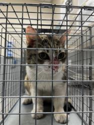 Shelter Stray Female Cat last seen Near BLOCK N LAMB BLVD, 655 N Mojave Rd, Las Vegas, NV 89101, USA