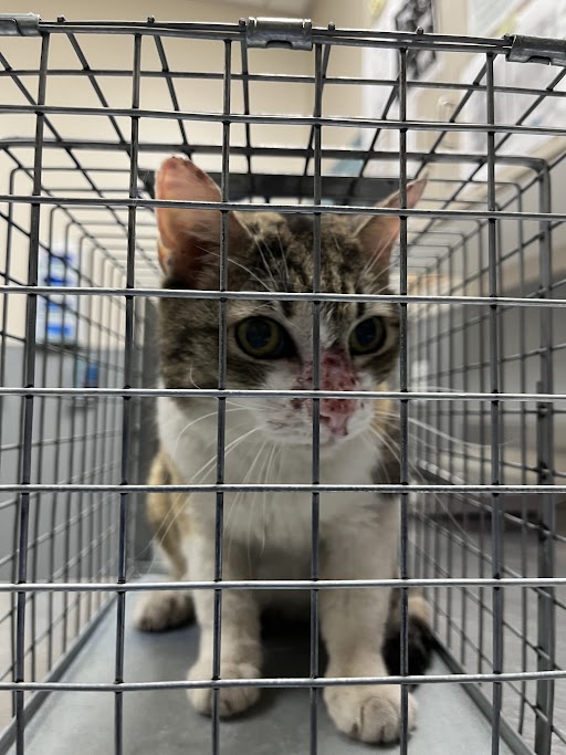 Shelter Stray Female Cat last seen Near BLOCK N LAMB BLVD, 655 N Mojave Rd, Las Vegas, NV 89101, USA