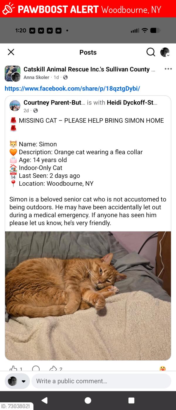 Lost Male Cat last seen Kahn dr woodbourne ny, Woodbourne, NY 12788