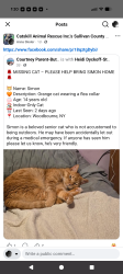 Lost Male Cat last seen Kahn dr woodbourne ny, Woodbourne, NY 12788