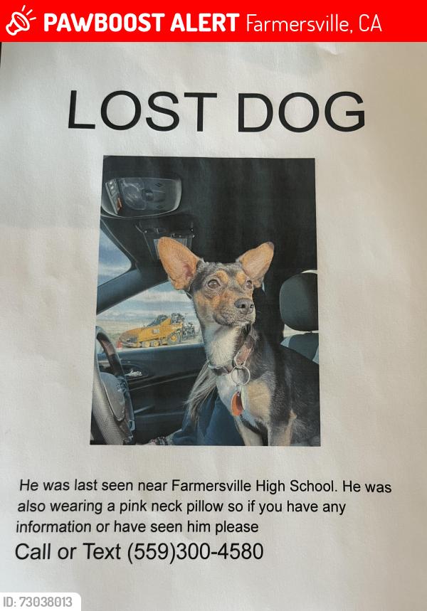 Lost Male Dog last seen Near a hse in the orchards past Roys park , Farmersville, CA 93223