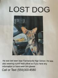 Lost Male Dog last seen Near a hse in the orchards past Roys park , Farmersville, CA 93223