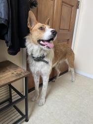 Found/Stray Female Dog last seen Atlantic City Ave, Grover Beach, CA 93433