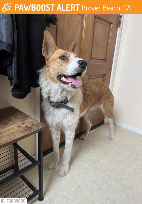 Found/Stray Female Dog last seen Atlantic City Ave, Grover Beach, CA 93433