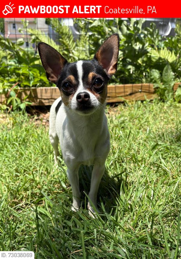 Lost Male Dog last seen Double D Diner, Coatesville, PA 19320