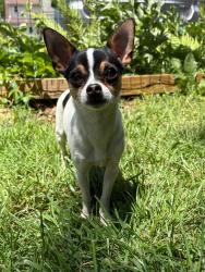 Lost Male Dog last seen Double D Diner, Coatesville, PA 19320