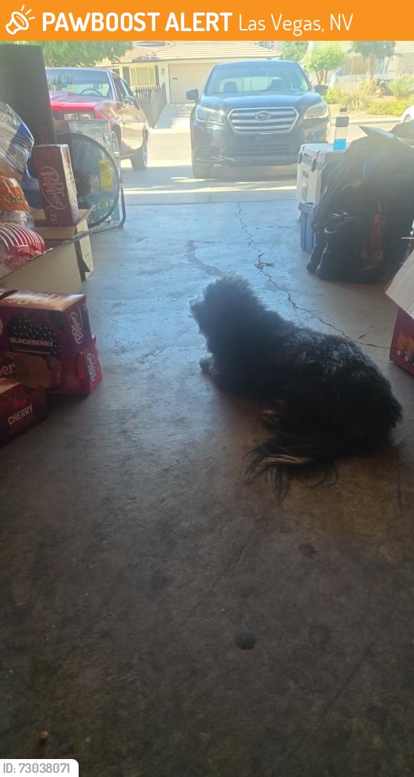 Found/Stray Female Dog last seen Di and Pecos , Las Vegas, NV 89121