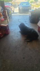 Found/Stray Female Dog last seen Di and Pecos , Las Vegas, NV 89121