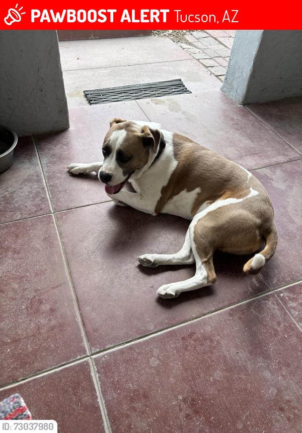 Lost Female Dog last seen Cushing Street and Meyer Ave, Tucson, AZ 85701
