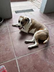 Lost Female Dog last seen Cushing Street and Meyer Ave, Tucson, AZ 85701