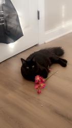 Lost Male Cat last seen Woodrow staten island , Staten Island, NY 10312