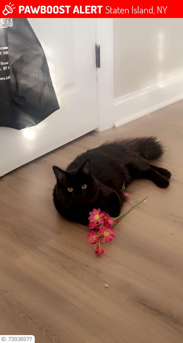 Lost Male Cat last seen Woodrow staten island , Staten Island, NY 10312