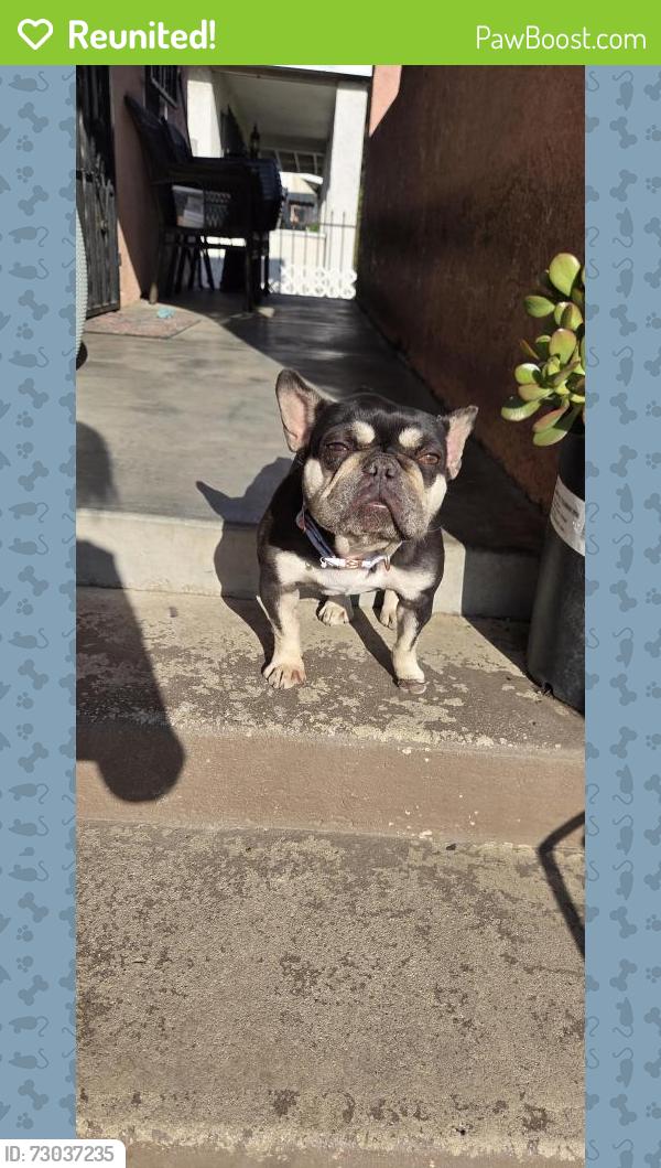 Reunited Female Dog last seen 101st & Baring Cross, Los Angeles, CA 90044
