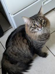 Reunited Male Cat last seen Near College St SE #73 Lacey, WA 98503, Lacey, WA 98503