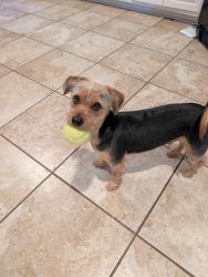 Reunited Male Dog last seen Haw Creek Park, Cumming, GA 30041