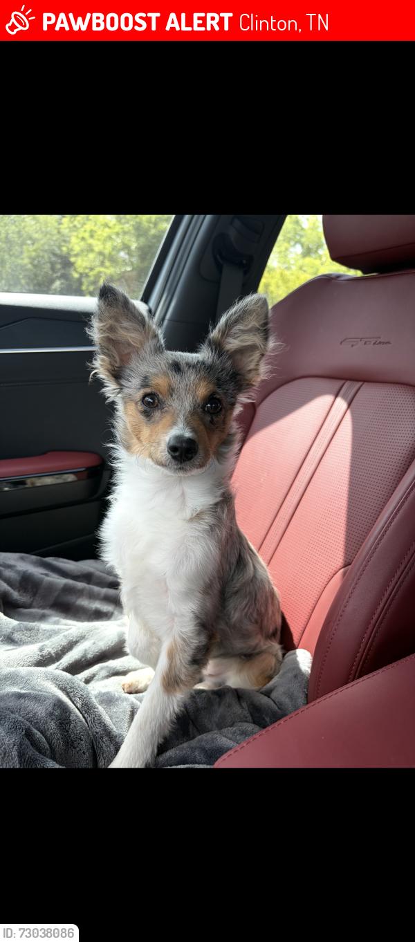 Lost Female Dog last seen Fire station, Clinton, TN 37716