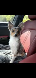 Lost Female Dog last seen Fire station, Clinton, TN 37716