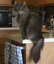 Lost Female Cat last seen Marine St., Santa Monica, CA 90405