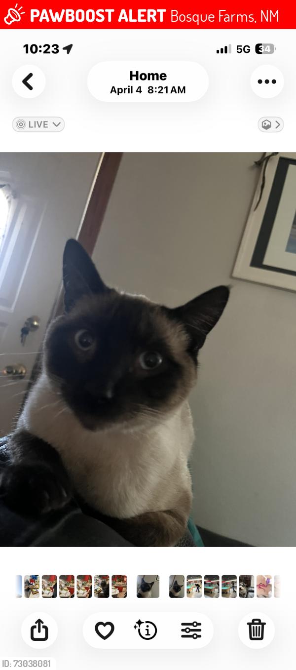 Lost Male Cat last seen Murray rd, Bosque Farms, NM 87068