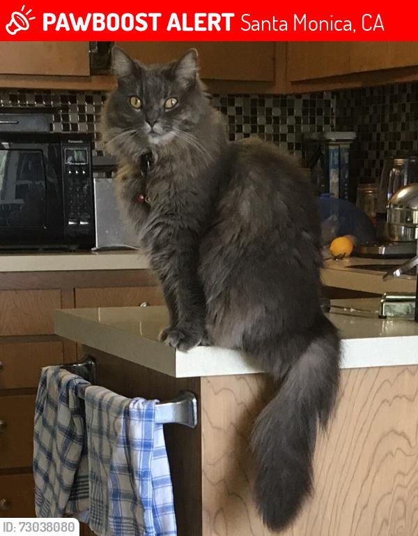 Lost Female Cat last seen Marine St., Santa Monica, CA 90405