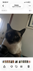 Lost Male Cat last seen Murray rd, Bosque Farms, NM 87068