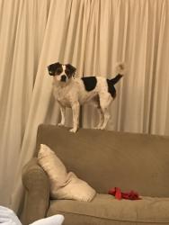 Reunited Male Dog last seen Massachusetts Ave /MacArthur Blvd , Bethesda, MD 20816
