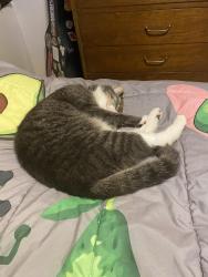 Lost Male Cat last seen Tonya dr, Dalton, GA 30721
