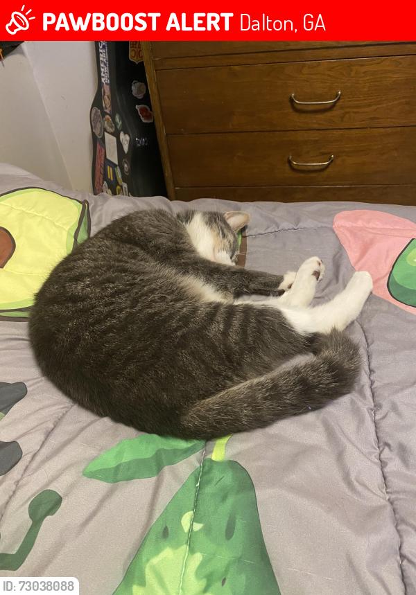 Lost Male Cat last seen Tonya dr, Dalton, GA 30721