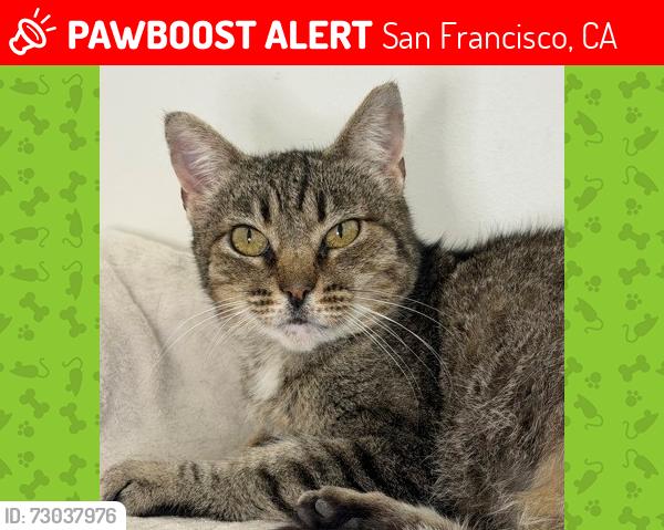 Lost Female Cat last seen Chenery Street & Charles Street, San Francisco, CA 94131