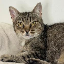 Lost Female Cat last seen Chenery Street & Charles Street, San Francisco, CA 94131