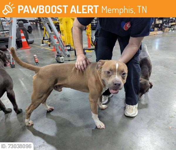 Found/Stray Male Dog last seen Raleigh Lagrange and Whitten Rd, Memphis, TN 38133