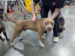 Found/Stray Male Dog last seen Raleigh Lagrange and Whitten Rd, Memphis, TN 38133
