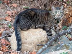 Lost Male Cat last seen 189th Ave SE & 188th Dr SE, Snohomish, WA 98290