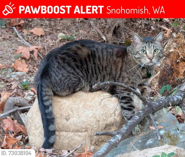 Lost Male Cat last seen 189th Ave SE & 188th Dr SE, Snohomish, WA 98290