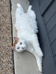 Lost Male Cat last seen Waterview & Beacon Hill, Prosper, TX 75078