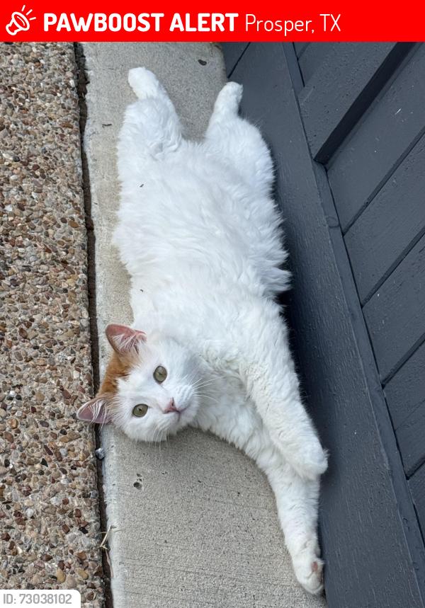 Lost Male Cat last seen Waterview & Beacon Hill, Prosper, TX 75078