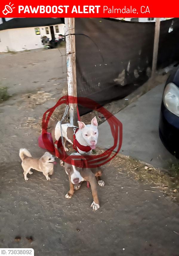 Lost Female Dog last seen 15th street east near any field patch’s of desert, Palmdale, CA 93350