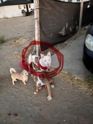 Lost Female Dog last seen 15th street east near any field patch’s of desert, Palmdale, CA 93350