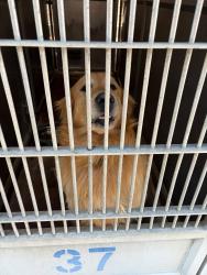 Reunited Male Dog last seen Near legacy Ln el cajon ca, El Cajon, CA 92021