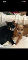 Lost Male Dog last seen Near Briargrove Street, Gretna, LA 70056