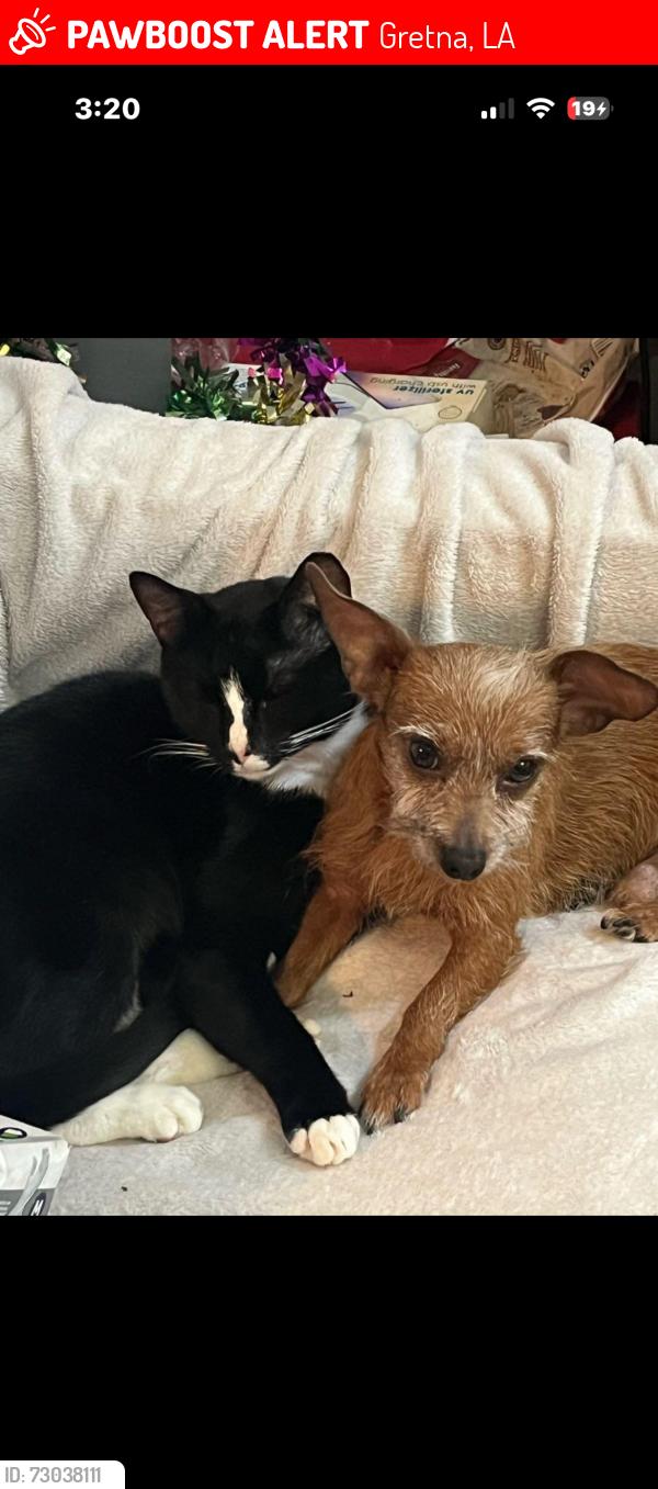 Lost Male Dog last seen Near Briargrove Street, Gretna, LA 70056