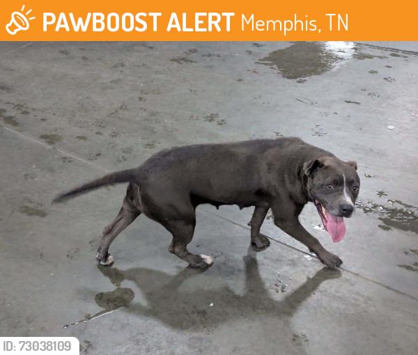 Found/Stray Female Dog last seen Raleigh Lagrange and Whitten Rd, Memphis, TN 38133