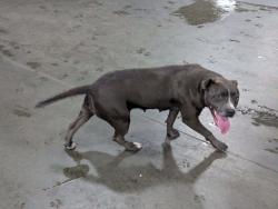 Found/Stray Female Dog last seen Raleigh Lagrange and Whitten Rd, Memphis, TN 38133