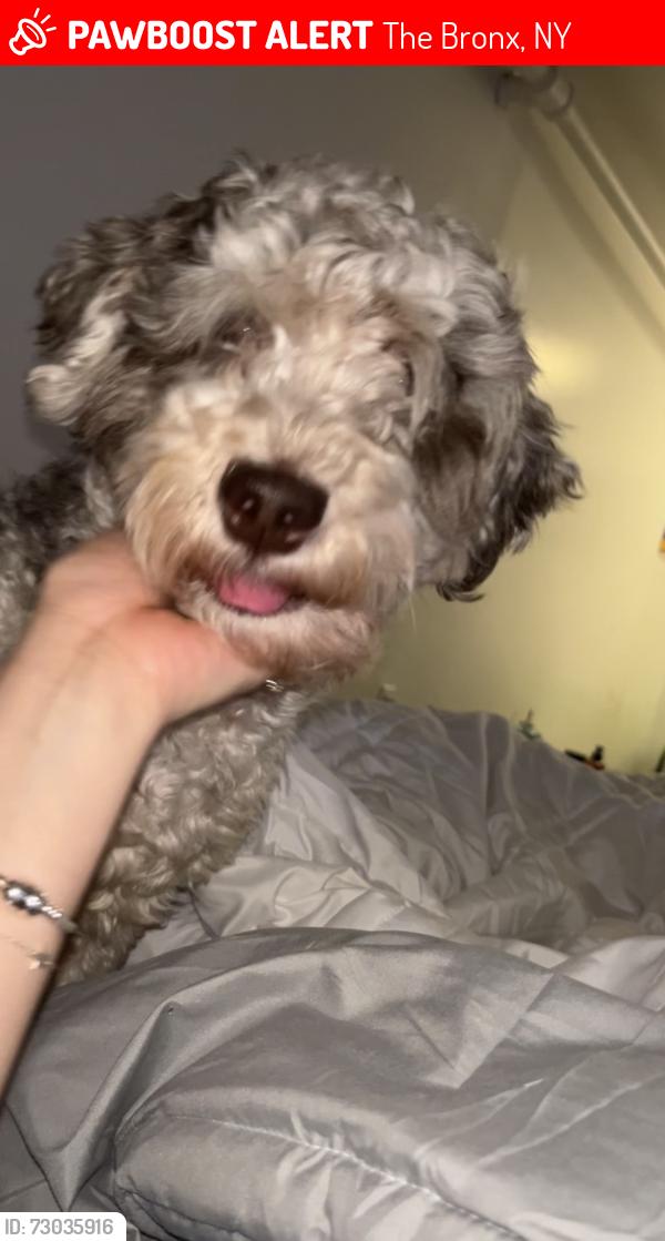 Lost Male Dog last seen Near crotona park north, The Bronx, NY 10460