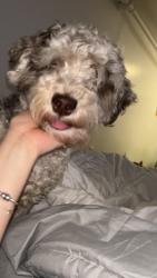 Lost Male Dog last seen Near crotona park north, The Bronx, NY 10460