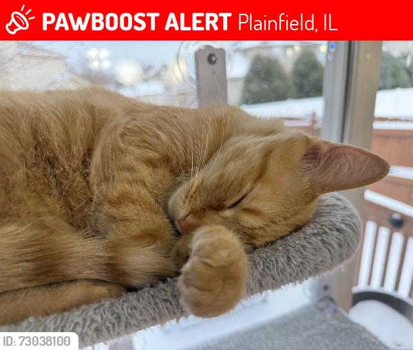 Lost Male Cat last seen Near & Theodore, Plainfield, IL 60586