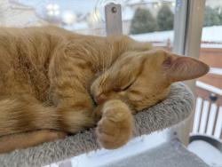 Lost Male Cat last seen Near & Theodore, Plainfield, IL 60586