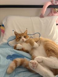 Lost Male Cat last seen whitewater park apmts, Boise, ID 83702