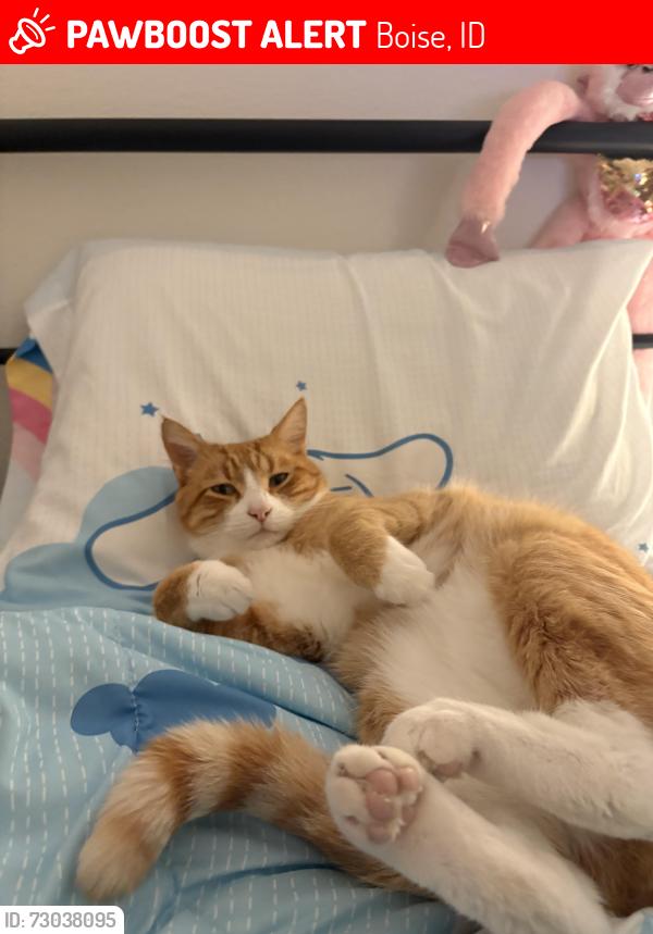 Lost Male Cat last seen whitewater park apmts, Boise, ID 83702