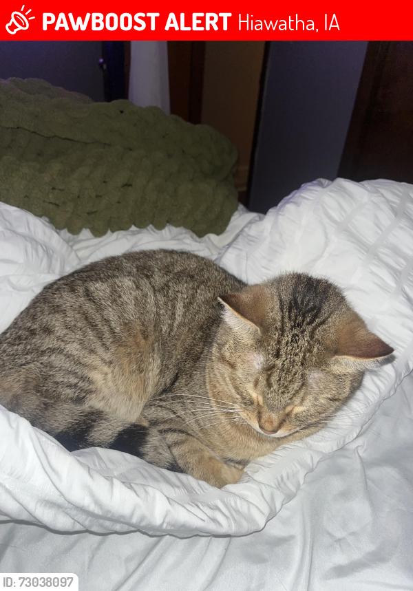 Lost Male Cat last seen 12th Ave and Blairsferry by chic fil a, Hiawatha, IA 52233